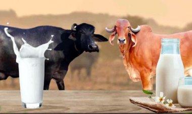 Cow's Milk vs. Buffalo Milk: Which Milk is Healthier?