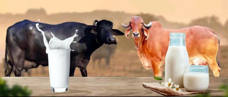 Cow's Milk vs. Buffalo Milk: Which Milk is Healthier?