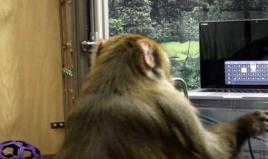 Elon Musk's Neuralink Announces Successful Brain-Computer Interface Implant in Monkeys