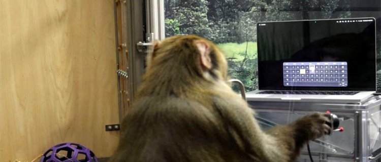 Elon Musk's Neuralink Announces Successful Brain-Computer Interface Implant in Monkeys