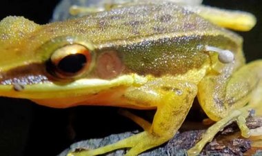 Incredible Discovery in India: Frog Found with Mushroom Growing on Its Body!