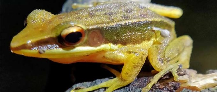 Incredible Discovery in India: Frog Found with Mushroom Growing on Its Body!