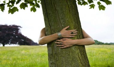 Trees vs. Us: The Carbon Sequestration Showdown