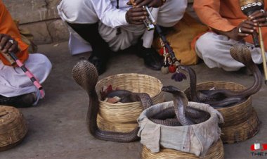 Snake dies from man bite