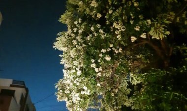 Bhopal Scented with the Fragrance of Harsingar: A Precious Gift of Nature