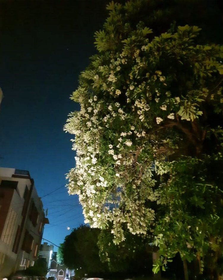Bhopal Scented with the Fragrance of Harsingar: A Precious Gift of Nature