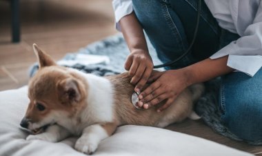 What is Fenbendazole Tablet Used For?