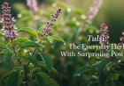 Tulsi: The Everyday Herb With Surprising Power