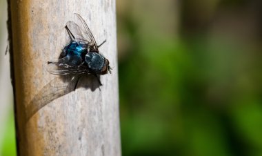 Professional Fly Control Services in Toronto: Your Complete Solution Guide