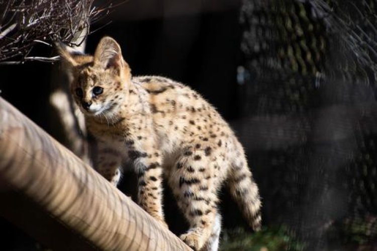 Everything You Need to Know About Owning a Serval Kitten
