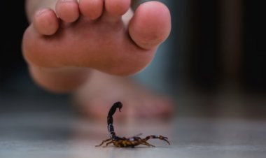 How Scorpion Pest Control Las Vegas Can Make Your Home 100% Safe