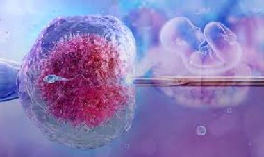 IVF Success Rates: What the Numbers Really Mean