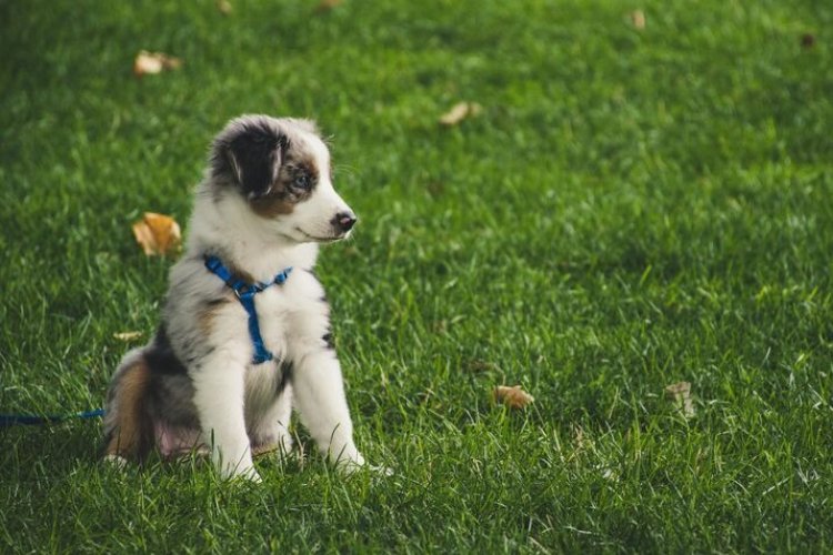 What to Expect From Professional Dog Day Training in Chicago