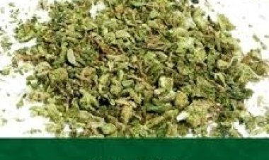 Shop High-Quality Cannabis Online Today