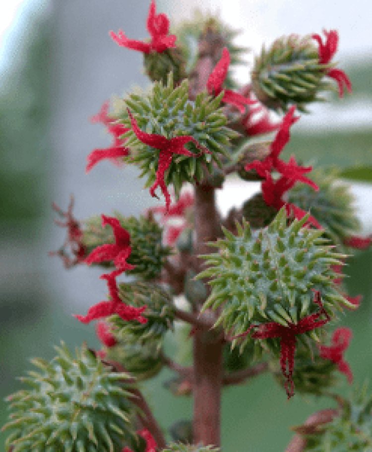 Why Choose Castor Organic Carrier Oil for Beauty Care