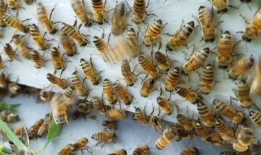 Natural Remedies for Redirecting Bees From Busy Areas