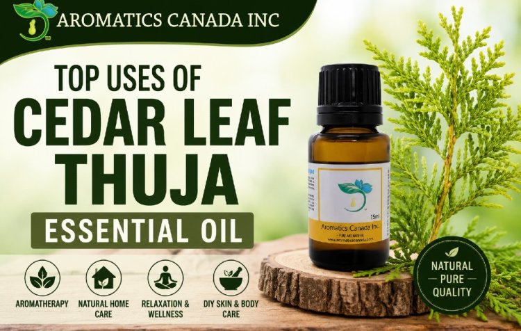 Top Uses of Cedar Leaf Thuja Essential Oil