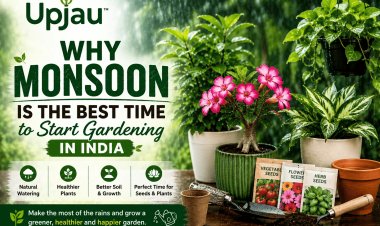 Why Monsoon Is the Best Time to Start Gardening in India?