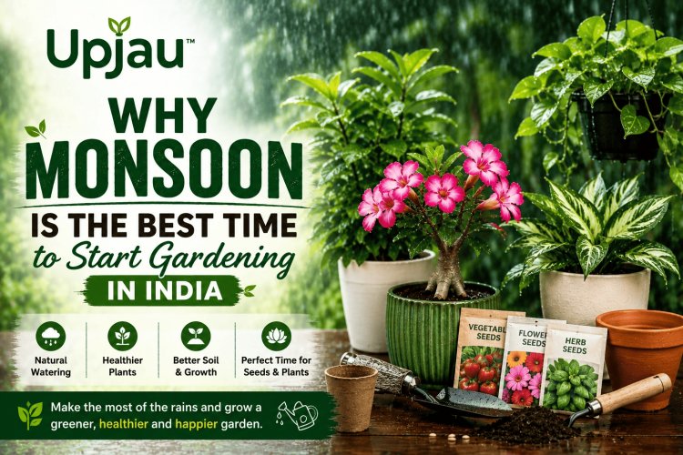 Why Monsoon Is the Best Time to Start Gardening in India?