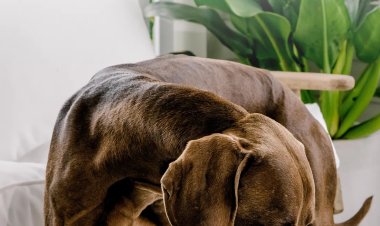 Buy Natural Pet Supplement Bundles for Better Health and Vitality