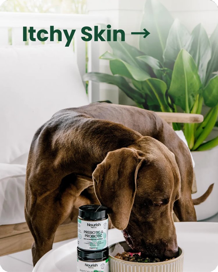Buy Natural Pet Supplement Bundles for Better Health and Vitality